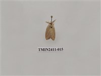 藏品(灰雙線刺蛾)的圖片